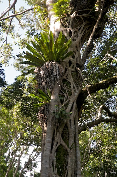 AustraliaEast 10  039